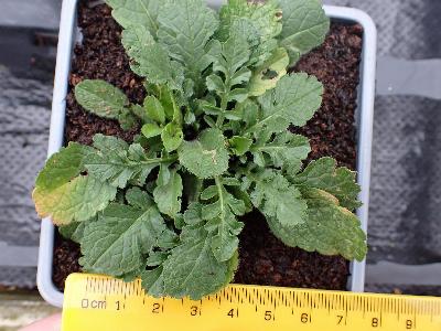 Scabiosa columbaria (1)