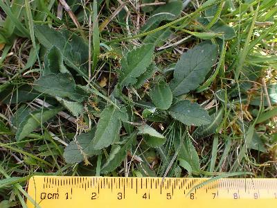 Scabiosa columbaria (2)