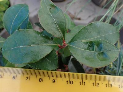 Gaultheria procumbens