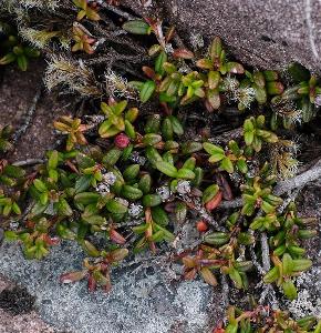 Kalmia procumbens