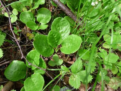 Pyrola minor (1)