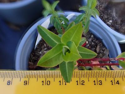 Euphorbia corallioides