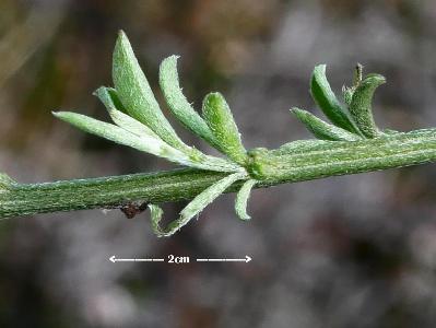 Genista pilosa
