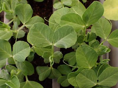 Lathyrus oleraceus