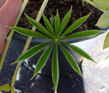 Lupinus albus