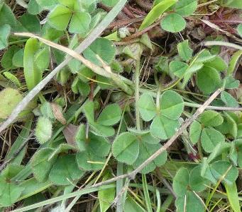 Trifolium subterraneum (2)