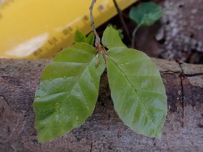 Fagus sylvatica (1)