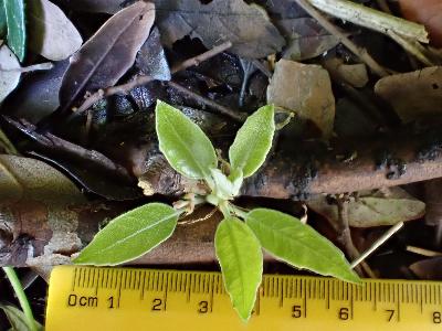 Quercus ilex