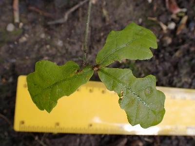 Quercus petraea