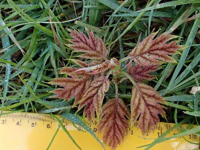 Quercus rubra