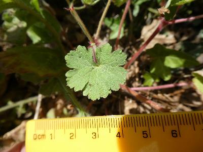 Geranium rotundifolium (2)