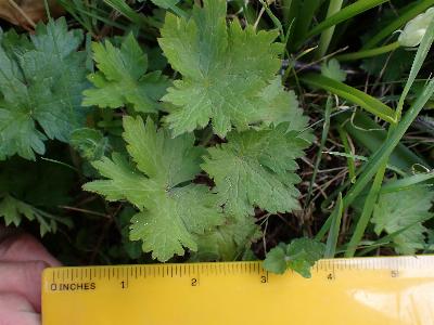 Geranium versicolor