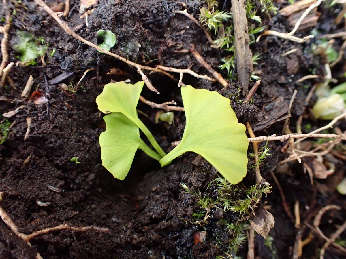 Ginkgoaceae