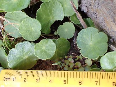 Hydrocotyle vulgaris (1)