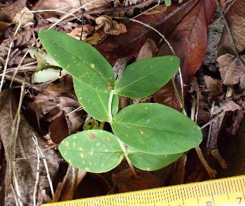 Hypericum hircinum