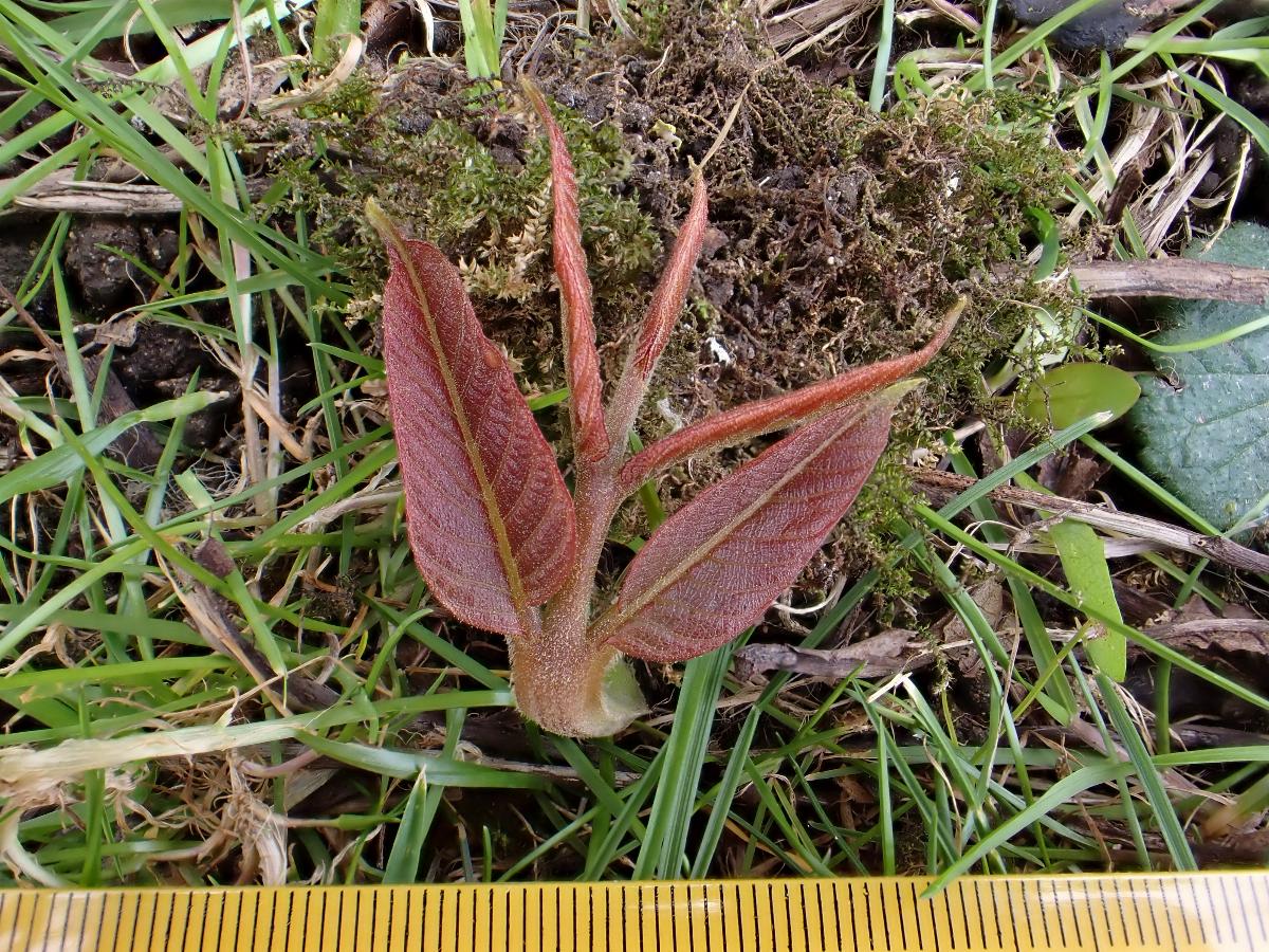 Juglandaceae