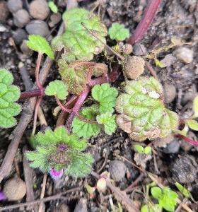 Lamium confertum (1)