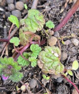 Lamium confertum (2)
