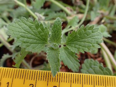 Nepeta racemosa