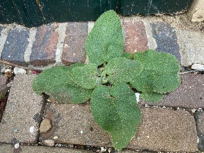 Phlomis russeliana (1)