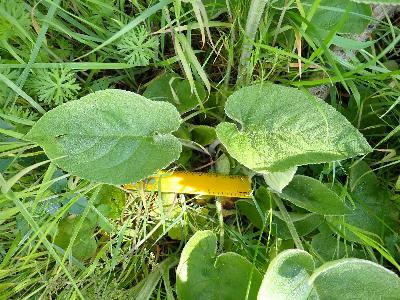 Phlomis russeliana (2)