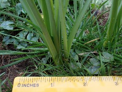 Tulipa sylvestris (1)