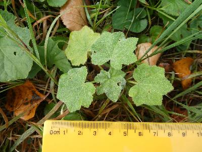 Malva arborea (1)