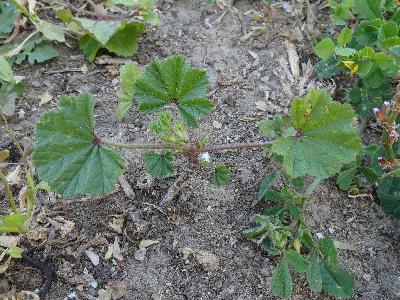 Malva nicaeensis (1)