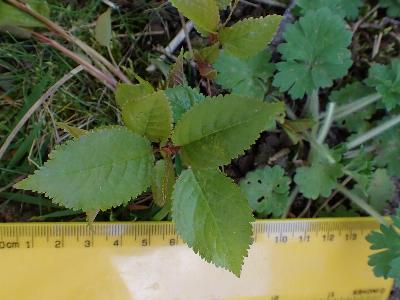Tilia platyphyllos