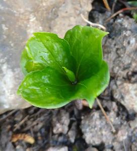 Paris quadrifolia (2)
