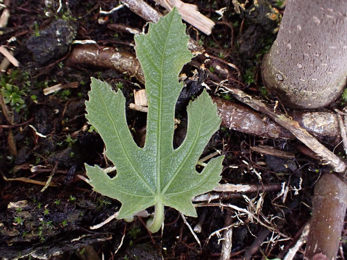 Moraceae