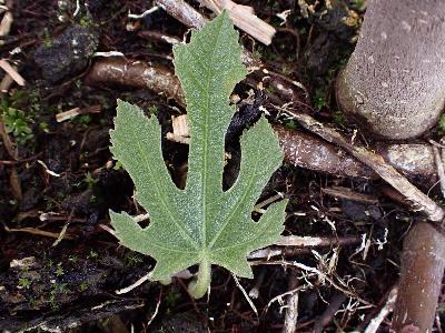Ficus carica