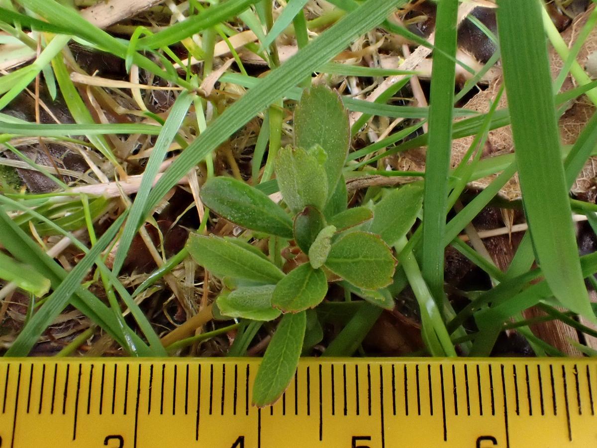 Myricaceae