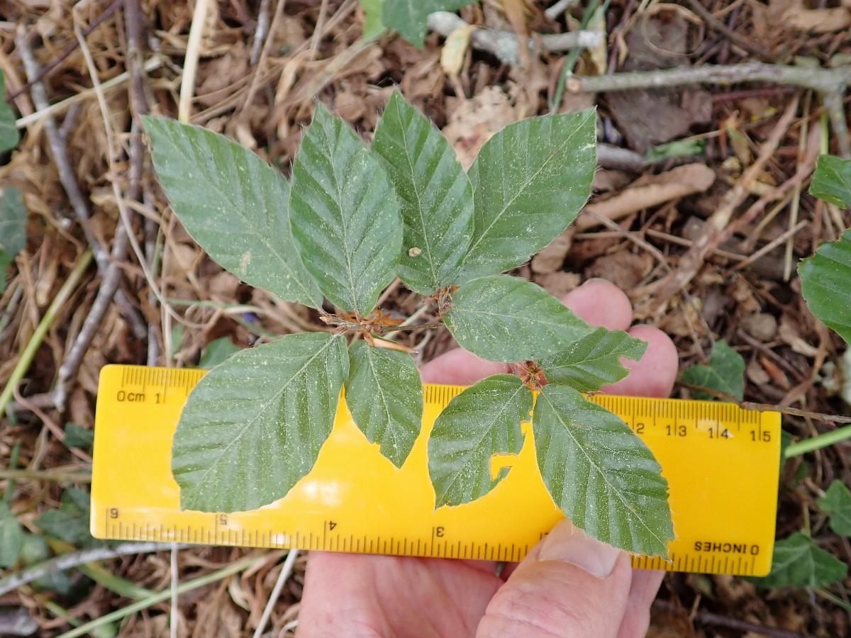 Nothofagaceae