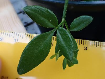 Jasminum nudiflorum