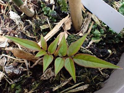 Jasminum officinale
