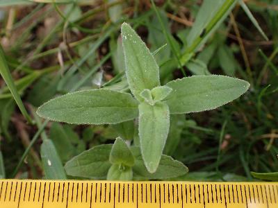 Epilobium tetragonum