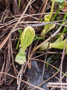 Hammarbya paludosa