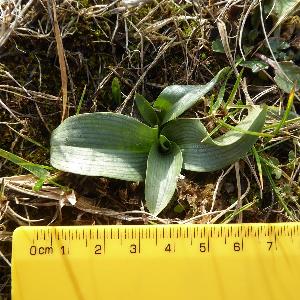 Ophrys apifera (1)