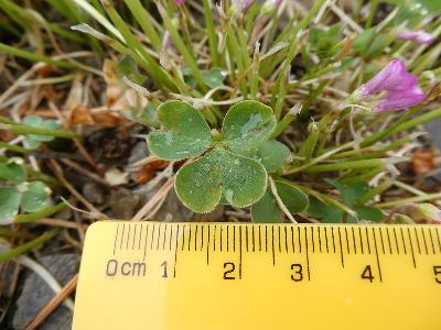 Oxalis articulata (1)