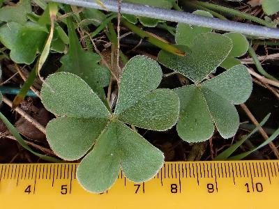 Oxalis articulata (2)