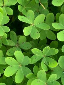 Oxalis pes-caprae