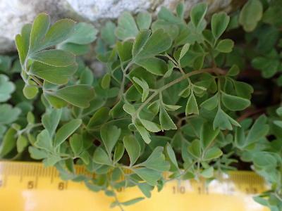 Corydalis cheilanthifolia