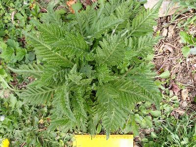 Papaver setiferum