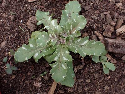 Papaver somniferum (3)