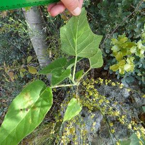 Paulownia tormentosa (1)