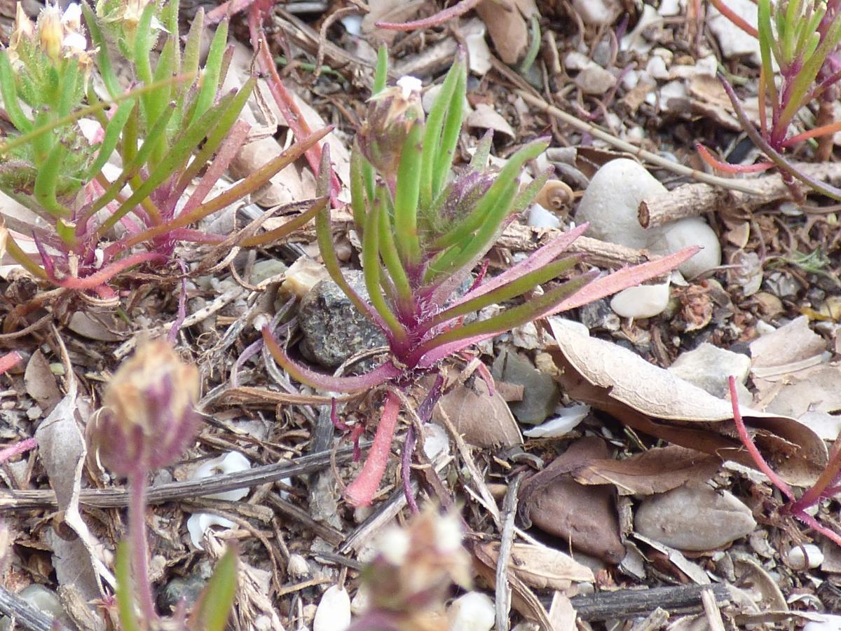 Plantago afra (1) -  select me for a larger image