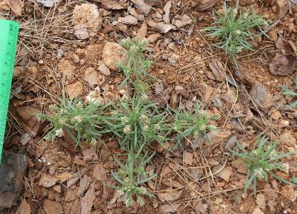 Plantago afra (2)