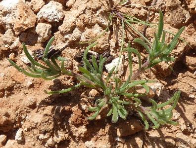 Plantago afra (3)