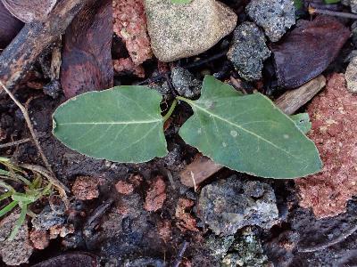 Fallopia Baldschuanica